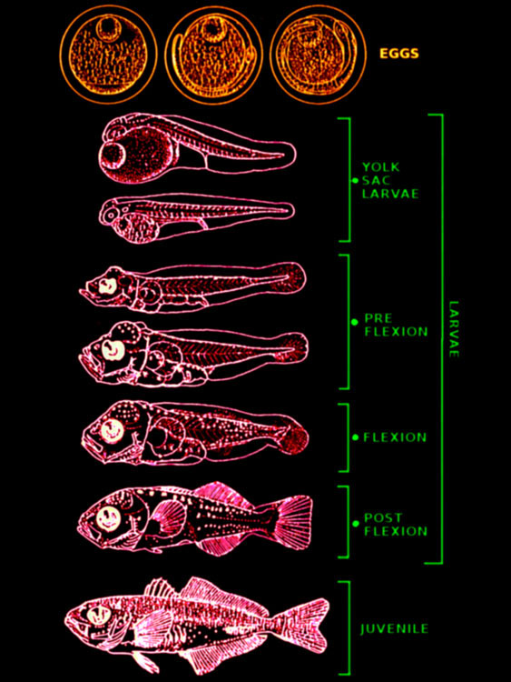 morfologia_22