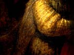 rembrandt_07