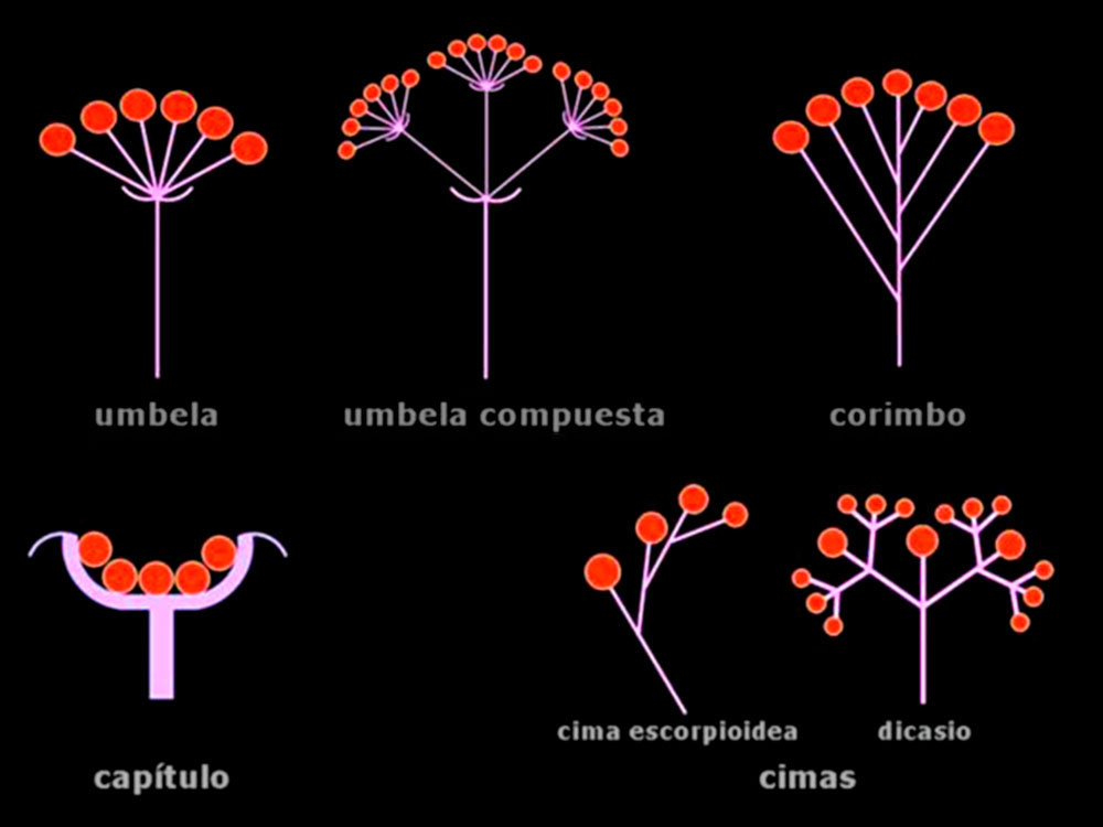 morfologia_33