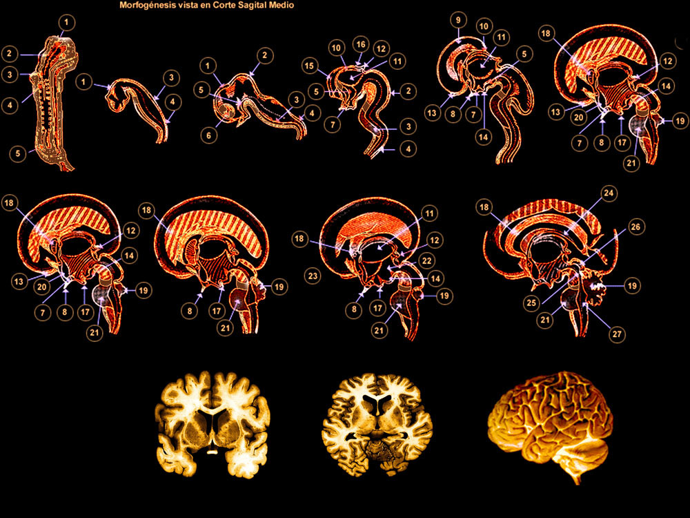 morfologia_38